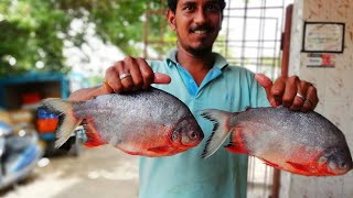 Rupchanda Fish Recipe  How To Clean amp Cook Big Red Pomfret Fish Curry  Cooking Red Pomfret Fish [upl. by Kassia]