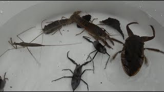 水生昆虫をガサガサしたよ タガメ 水カマキリ タイコウチ 日本の絶滅危惧種。 [upl. by Cutlerr]