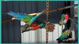 Crimson Bellied Conure ParrotBrazilSouth AmericaConure Parrot Sound [upl. by Eliga]