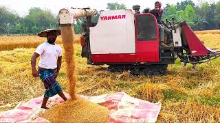 kubota combine harvester 2024গম কাটার মেশিন। [upl. by Kohn]