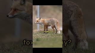 What Does the Fox Say [upl. by Henke]