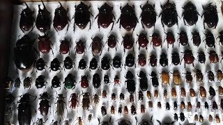 в эфире COLLECTIONS OF INSECTS BEETLES MOTHS WASPS BEES WHY FAQ entomology entomologist [upl. by Llekcir603]