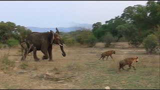 Elephant Saves Injured Lion From Hyenas [upl. by Vigor394]