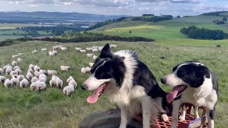 Two fantastic collies gathering sheep [upl. by Marcell]