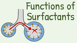 Functions of Surfactants in Alveoli [upl. by Dennie85]