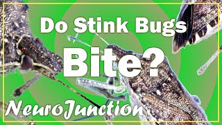 Do Stink Bugs bite Learn some stuff about Stink Bugs [upl. by Asha]