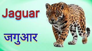 25 Names Of Wild Animals For Kids In English And Hindi  जंगली जीवो के नाम  kidssong [upl. by Cinelli]