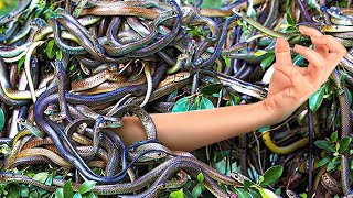 Snake Island the most dangerous place in the world☠☠☠☠ [upl. by Rim273]