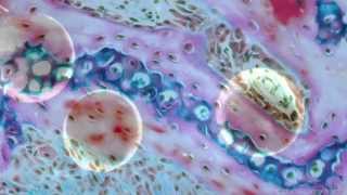 Basic Microscopy Animation [upl. by Crescentia]