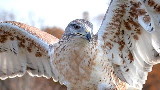 Hawk Sounds  Hawk Sound Effects  Red Tailed Hawk Noises  Hawk Screech  Hawk Calls  No Music [upl. by Ahsya849]