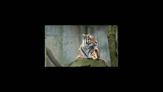 4K Tiger Video  Sumatran Tiger  Beautiful Tiger Video  Siberian Tiger  Sumatra  Save Tigers [upl. by Bazluke491]