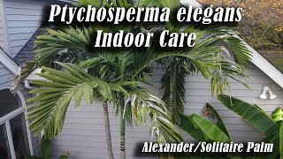 Better Than Adonidia Solitaire Palm Houseplant Care  Ptychosperma elegans  Alexander v Adonidia [upl. by Shepard]