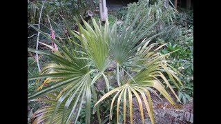 Trachycarpus manipur Naga hills palm in our Northern garden [upl. by Yesnnyl]