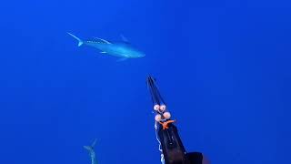 spearfishing yellowfin tuna [upl. by Oisinoid128]