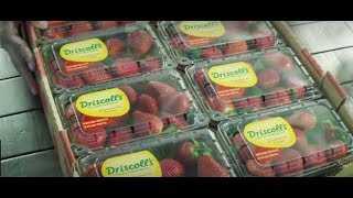 Driscoll’s Strawberries  Pursuit of Flavor [upl. by Alrick]