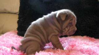 Chinese Shar Pei Lilac Female [upl. by Alik]