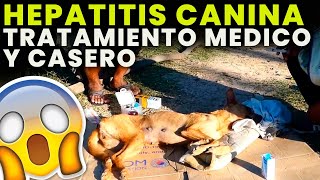 hepatitis canina tratamiento medico y casero hepatitis en perros que hacer [upl. by Elleiand38]