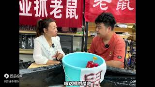 小伙子专业抓老鼠，半年两套房，你敢相信吗？现场揭秘 [upl. by Grindlay]