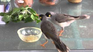 BABY NOISY MINER BIRDSmpg FHD 1920X1080p [upl. by Kolivas646]