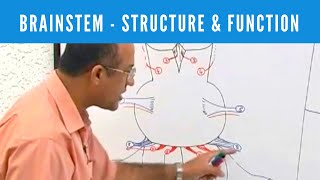 Brainstem  Structure and Function  Neuroanatomy [upl. by Hartnett]