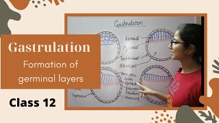 Gastrulation And Formation Of Germinal Layers  Human Reproduction  Class12 Biology Chapter3 [upl. by Crispas40]