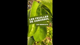 Les feuilles de corossol  les bienfaits [upl. by Eekaz]