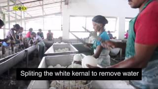 Desiccated Coconut Manufacturing Sri Lanka [upl. by Suhcnip]