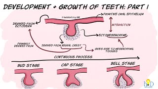 Development and growth of teeth Part I Initiation Bud amp Cap stage [upl. by Mckenzie]