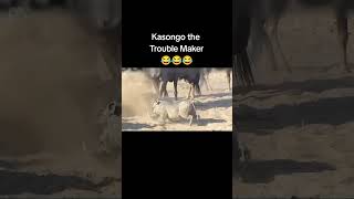 Kasongo yeye africancountry funny [upl. by Zora]