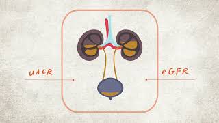 What are your Kidney Numbers uACR and eGFR Explained  CKD Heat Map  NKF [upl. by Heddi493]