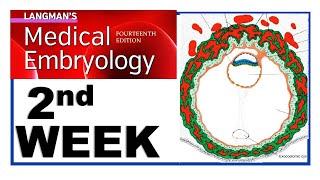 Langman Chapter4  Second Week of Human Development  Embryology  Dr Asif Lectures [upl. by Einomrah]