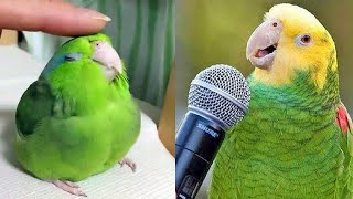 Smart And Funny Parrots Parrot Talking Videos Compilation 2024  Cute Birds 6 [upl. by Catha268]