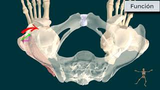 Anatomía funcional del glúteo medio Origen inserción e inervación [upl. by Burroughs521]