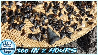 Venice Beach Florida  300 SHARK TEETH in 2 HOURS [upl. by Sissy]