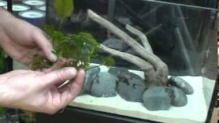 aquascaping  astuces pour décorer son aquarium simplement [upl. by Leatrice]