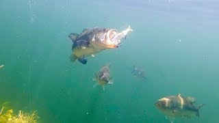 BIG Swimbaits Getting DESTROYED Epic Underwater Footage [upl. by Cynera]