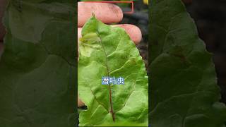 🐛潜叶虫🥬Leaf miners😰shorts garden gardening edmonton pestcontrol gardentips [upl. by Disario565]