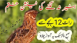 aaj ki raat Walaquails night sound بٹیر کی آواز [upl. by Eelyk]