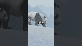 Mind Blowing Facts About Giant Pandas animals sciencefacts shorts [upl. by Idnal]