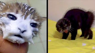 TikToks Funny Cats That will Brighten Up Your Day 😁 [upl. by Hunley]