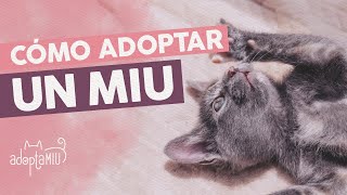 Proceso De Adopción  Cómo Adoptar Un Gato De Adoptamiu [upl. by Ramirol]