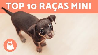 10 RAÇAS DE CACHORROS TOY [upl. by Bobbe]