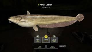 Russian fishing 4 Rf4  2xAmur Catfish Trophy Tunguska River [upl. by Anaher]