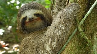 Threetoed Sloth The Slowest Mammal On Earth  Nature on PBS [upl. by Felipa334]