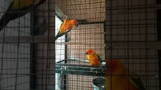 Sun conure sounds 2 [upl. by Ester857]