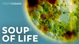 The Tiny Worlds Inside of SingleCelled Organisms [upl. by Jopa]