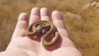 Neonate Common Egg Eater Dasypeltis scabra [upl. by Bausch]