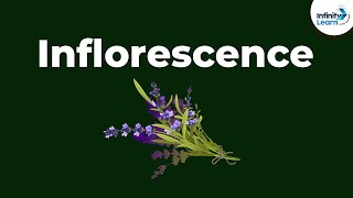 Types of Inflorescence  Morphology of Flowering Plants  Dont Memorise [upl. by Adnola]