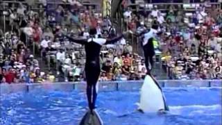 Why captivity for whales and dolphins is wrong [upl. by Nottirb]