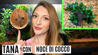 🐠 TANA con NOCE DI COCCO per lacquario 🥥 [upl. by Noirred]